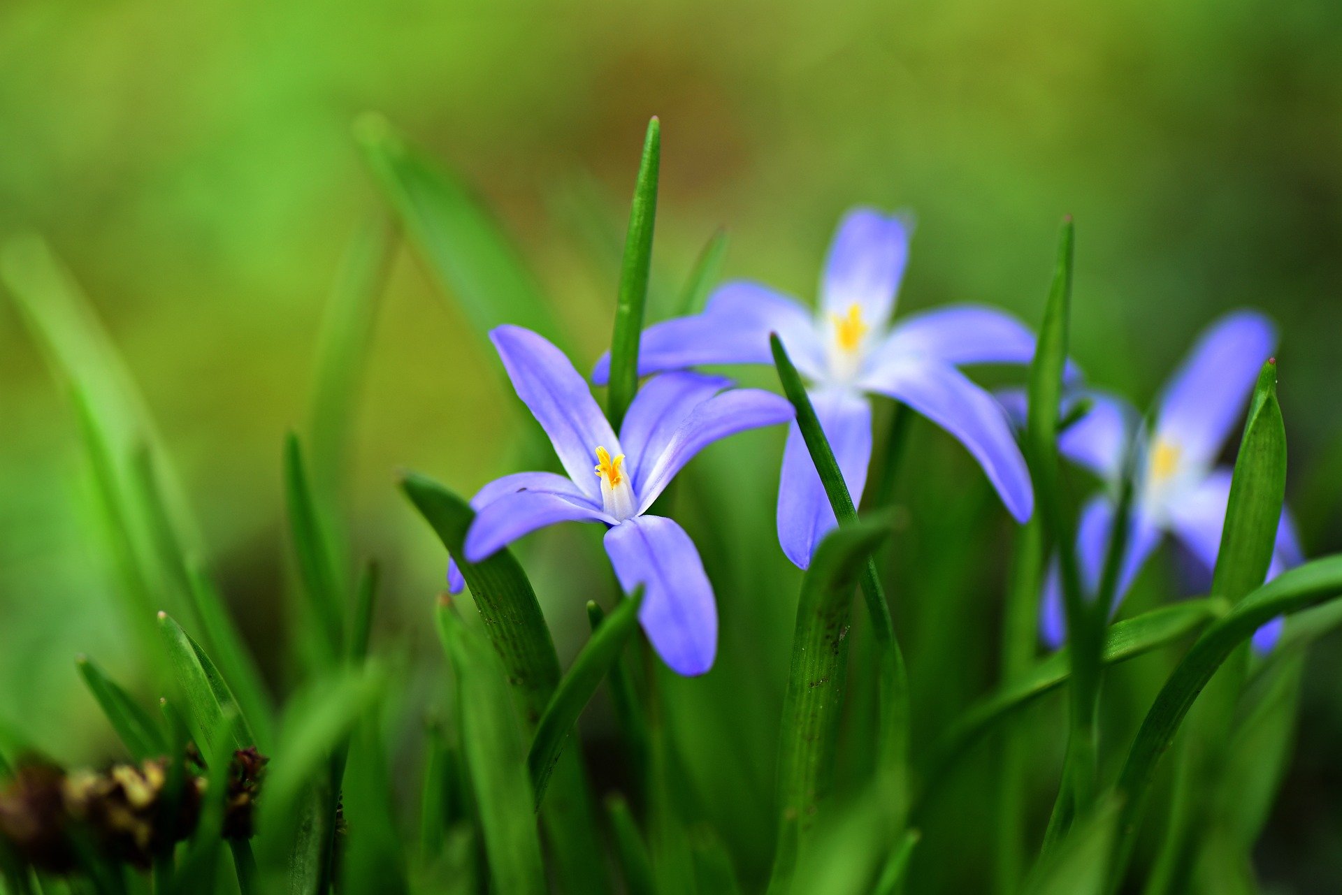 Blumen im März (c) www.pixabay.com