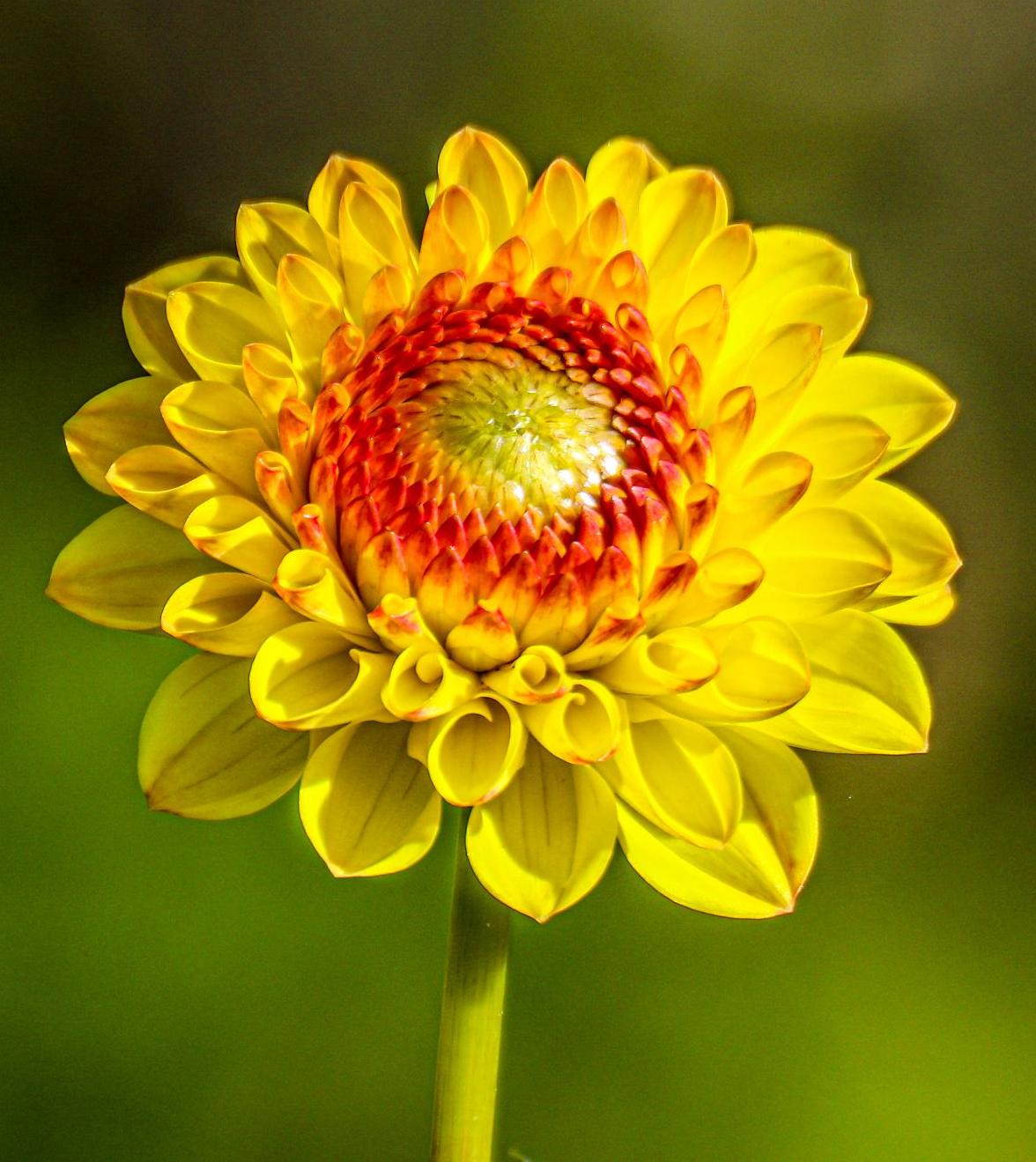 Sommerblume